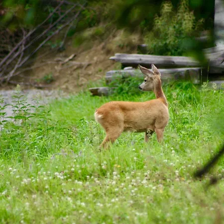 Black Deer - Z Sauna Na Tarasie, Jacuzzi I Widokiem Na Gory - By Deer Hills Luxury Kocon