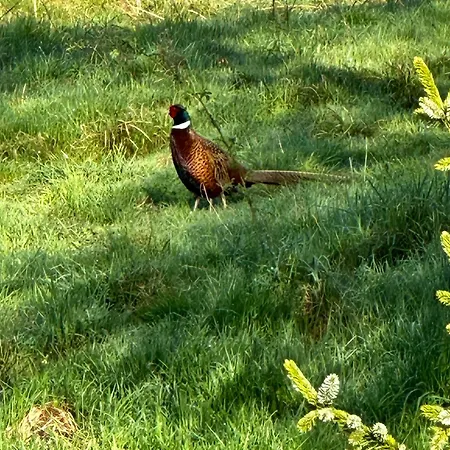 Black Deer - Z Sauna Na Tarasie, Jacuzzi I Widokiem Na Gory - By Deer Hills Luxury Kocon