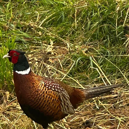 Black Deer - Z Sauna Na Tarasie, Jacuzzi I Widokiem Na Gory - By Deer Hills Luxury *