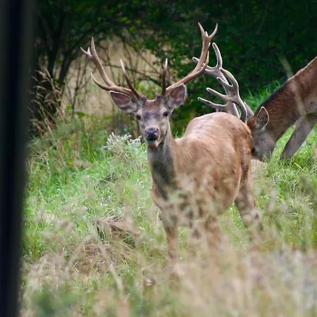 דירה Black Deer - Z Sauna Na Tarasie, Jacuzzi I Widokiem Na Gory - By Deer Hills Luxury *