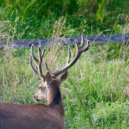 Διαμέρισμα Black Deer - Z Sauna Na Tarasie, Jacuzzi I Widokiem Na Gory - By Deer Hills Luxury *