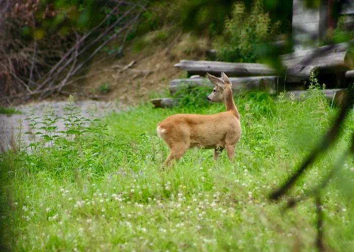 Black Deer - Z Sauna Na Tarasie, Jacuzzi I Widokiem Na Gory - By Deer Hills Luxury Kocon