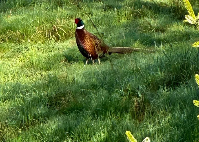 Black Deer - Z Sauna Na Tarasie, Jacuzzi I Widokiem Na Gory - By Deer Hills Luxury Kocon