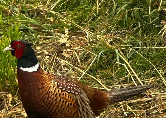 Black Deer - Z Sauna Na Tarasie, Jacuzzi I Widokiem Na Gory - By Deer Hills Luxury *