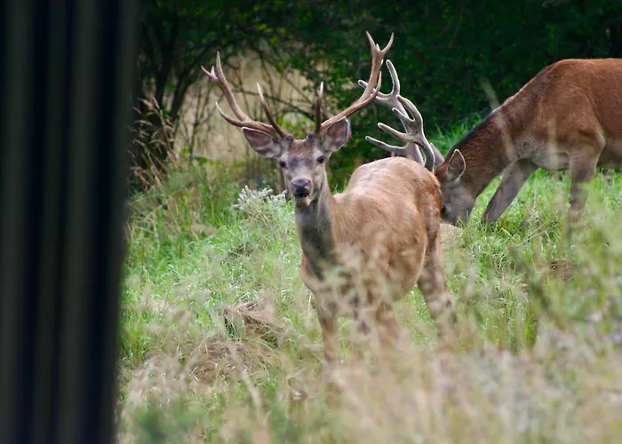 Lejlighed Black Deer - Z Sauna Na Tarasie, Jacuzzi I Widokiem Na Gory - By Deer Hills Luxury *
