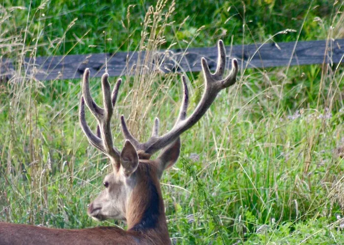 דירה Black Deer - Z Sauna Na Tarasie, Jacuzzi I Widokiem Na Gory - By Deer Hills Luxury *